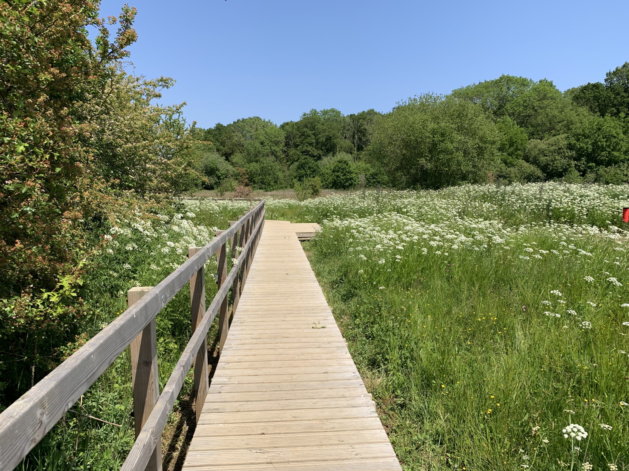 Photo of a wooden boardwalk in a meadow full of white flowering umbellifers.