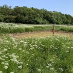 Photo of a small muddy pond, surrounded by white flowering umbellifers.