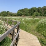 Photo of a wooden boardwalk in a meadow full of white flowering plants.