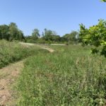 Photo of a green meadow. A stretch of wooden boardwalk is visible in the distance.