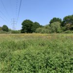 Photo of a meadow of buttercups. Pylons overhead.