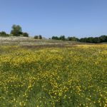 Photo of a hillside covered in yellow buttercups.