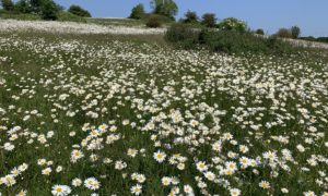 Photo of a pretty hillside covered in white daisies.