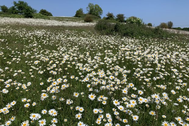 Photo of a pretty hillside covered in white daisies.