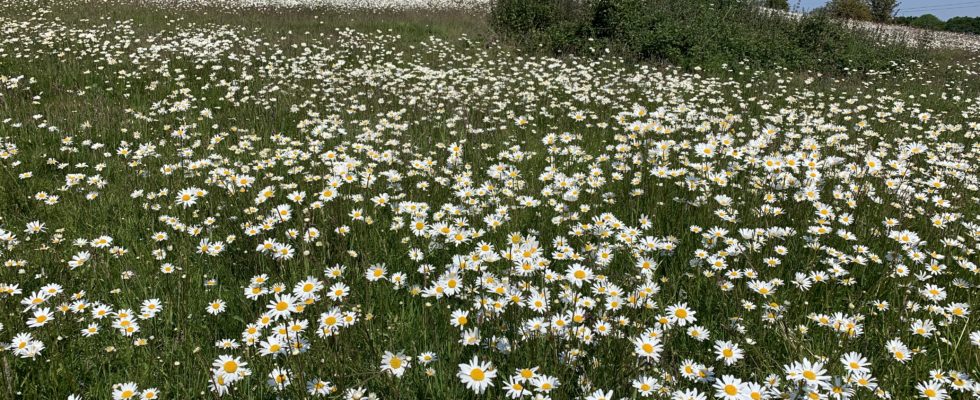 Photo of a pretty hillside covered in white daisies.