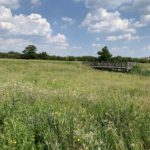 Photo of an attractive wildflower meadow. A viewing platform looks over a pond.