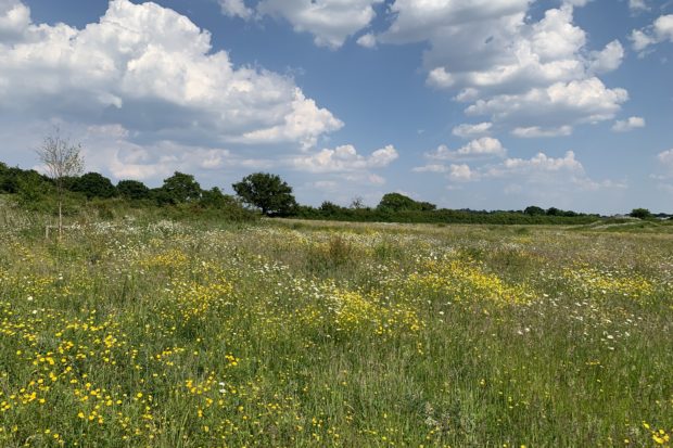 Photo of an attractive wildflower meadow.