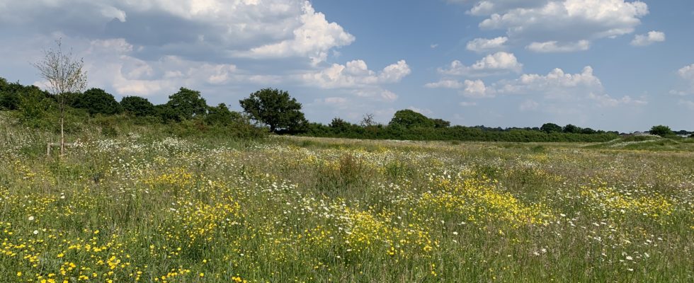 Photo of an attractive wildflower meadow.