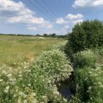 Photo of a stream, with white flowering umbellifers billowing on either side.