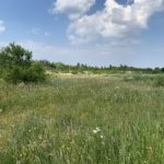 Photo of a green meadow full of wild flowers.