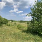 Photo showing a green meadow with small scrubby trees in the foreground.