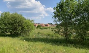 Photo showing a green meadow with small scrubby trees in the foreground and new houses in the background.