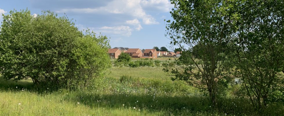 Photo showing a green meadow with small scrubby trees in the foreground and new houses in the background.