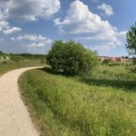 Panoramic photo showing a bank of wildflowers alongside a surfaced path. Small trees in the foreground and new houses in the background.