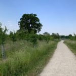 Photo of a surfaced path through a meadow with newly planted trees.