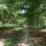 Photo of a shady avenue of beech trees. The path runs between the trees making a lovely shady walk.