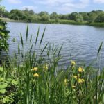 Photo of a summer scene. Pretty lake with yellow flowering iris in the foreground.