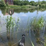 Photo of a black dog on a lead, it's having a drink in the lake.