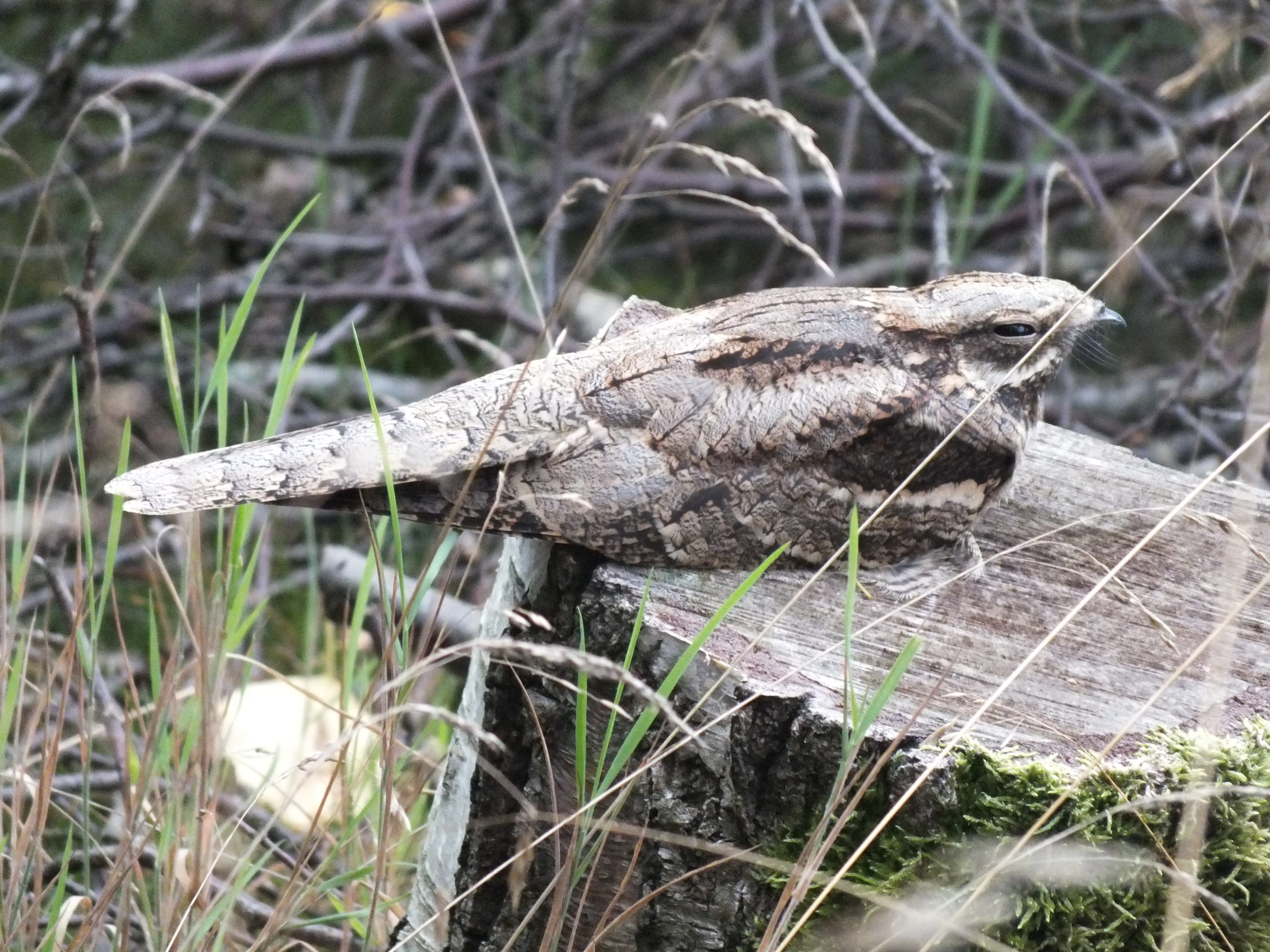 Photograph of a nightjar on a stump taken by Nicky