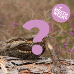 Photo of a brown, streaky bird sitting on a log. Partly obscured by a large pink question mark. It's part of a quiz.