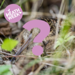 Photo of a brown, streaky bird with a very long bill. Partly obscured by a large pink question mark. It's part of a quiz.