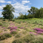 Photo of heathery landscape with bright pink patches of Bell Heather ad blue sky behind.