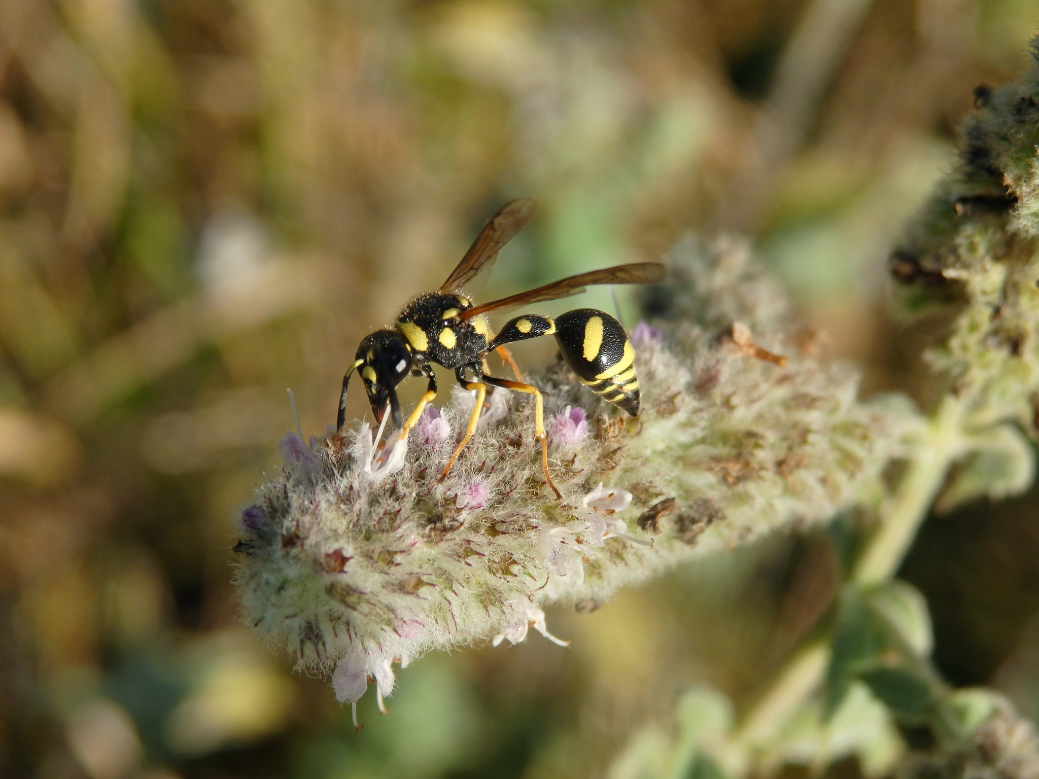 Photo of a black and yellow insect with a set of thin wings, and a very narrow waist.