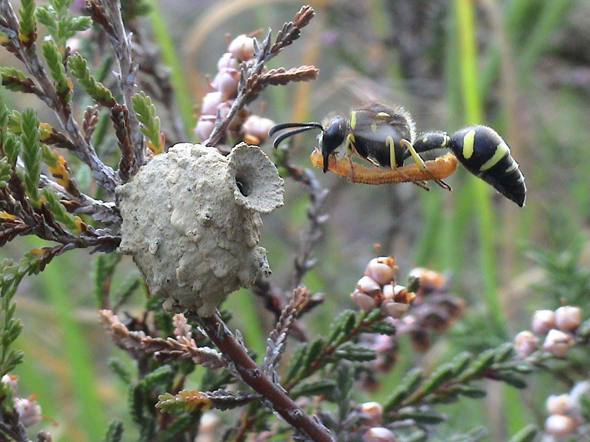 Photo of a black and yellow wasp approaching a beautifully crafted 'pot' with a caterpillar.