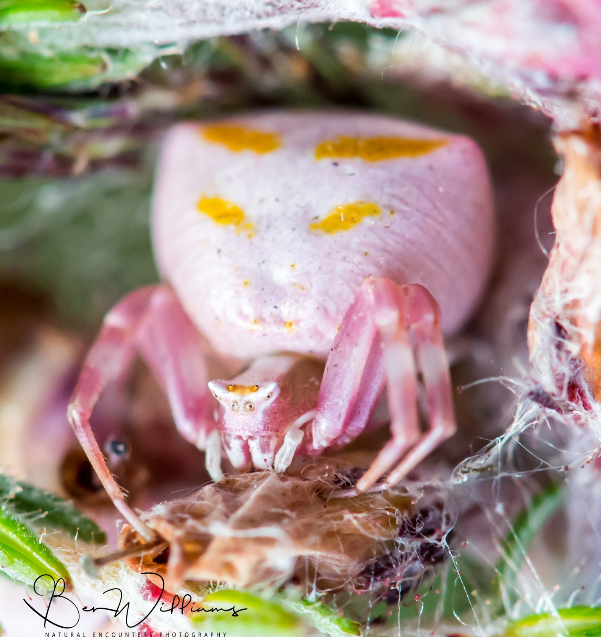 A photo of a bright pink spider with yellow markings.