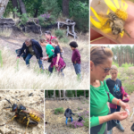 Five part photo montage showing people looking for insects. Entomologist Andrew wields a large butterfly net.