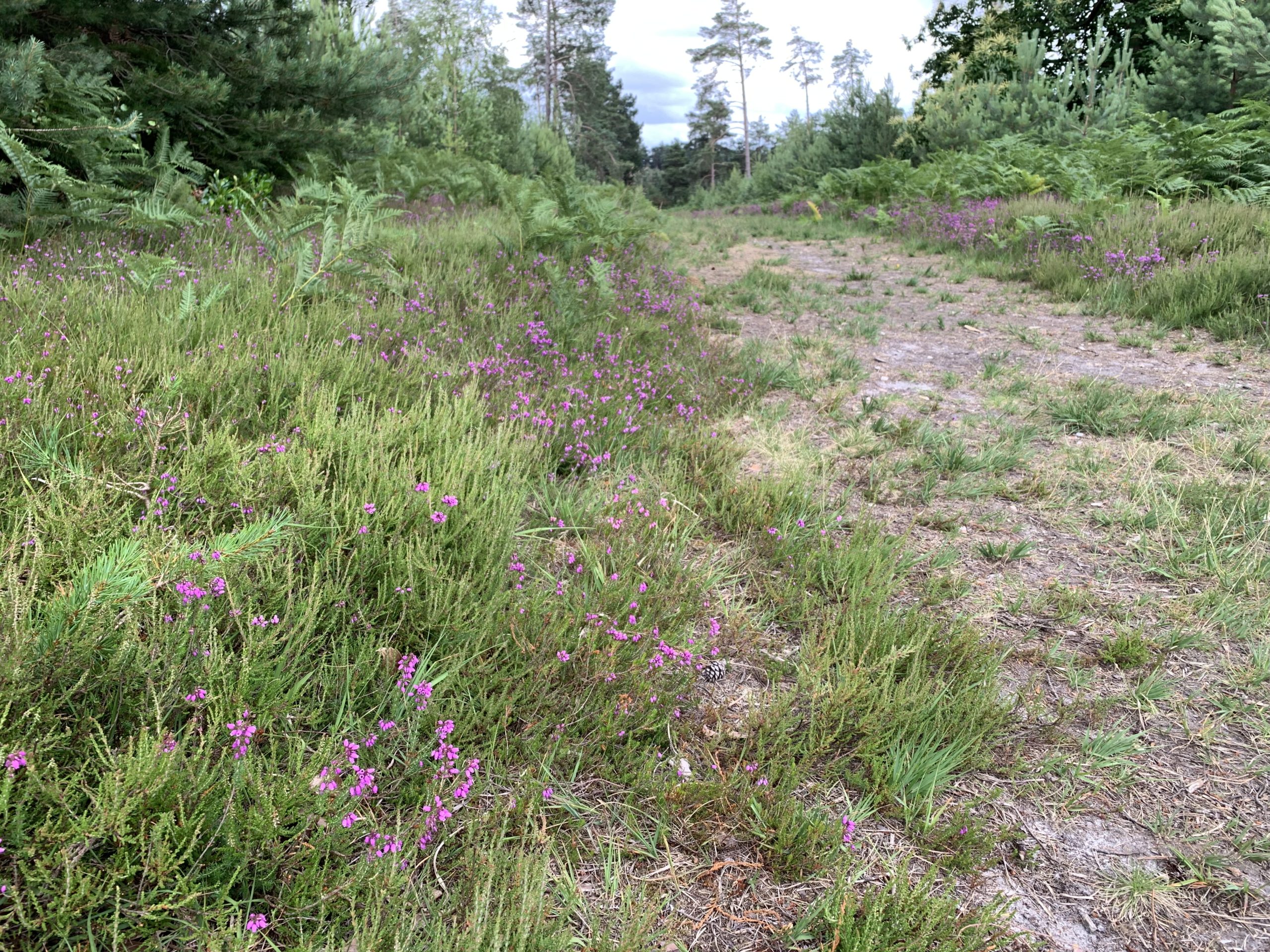 Photo showing a wide track through the forest. Bright pink Bell Heather is in flower.