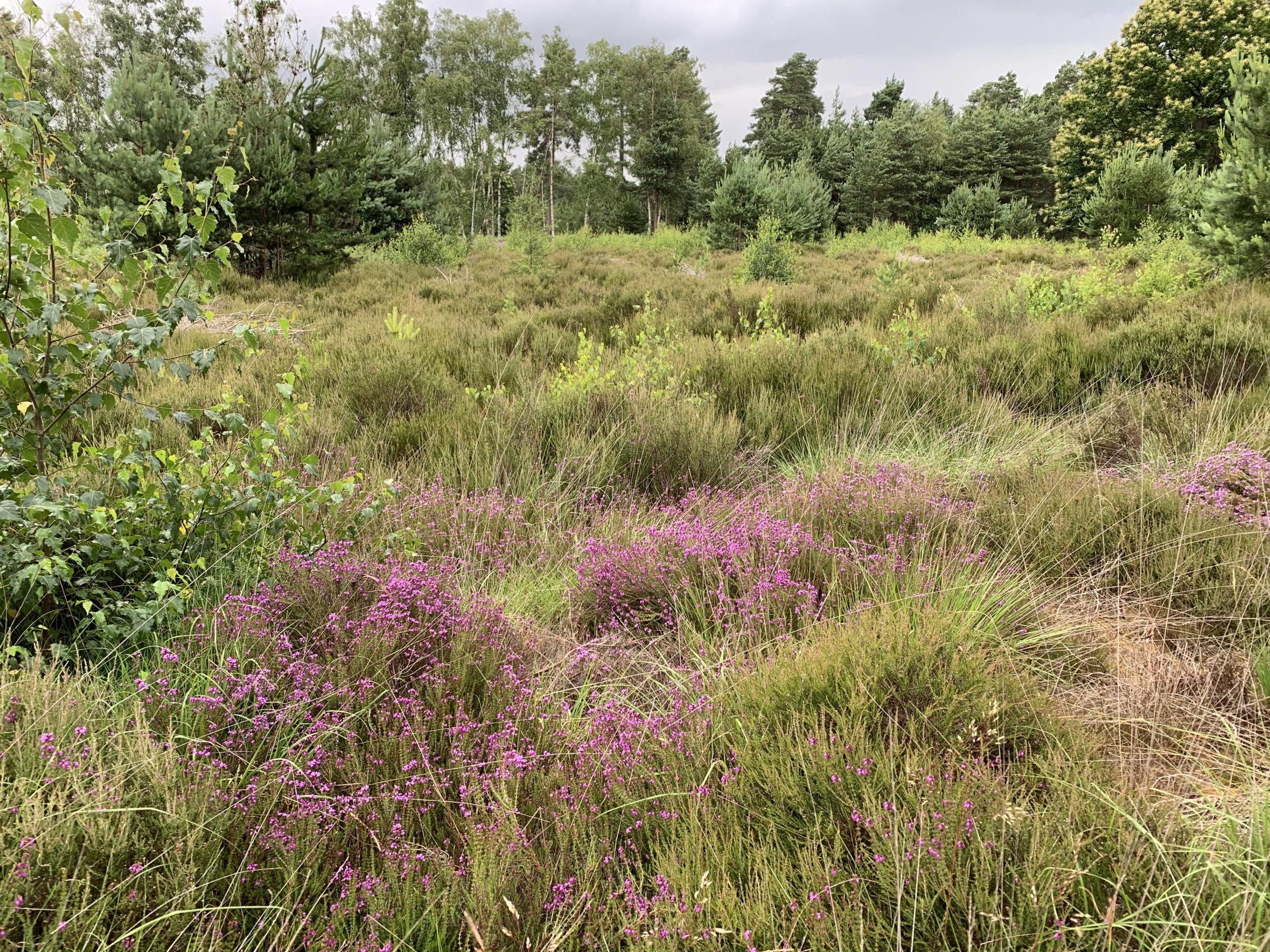 Photo of a heathland clearing, with pink heather in flower, and scattered small trees amongst the heather.