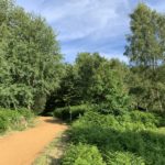 Photo of a path curves past and open area thick with bracken, into a green, wooded area. Nice blue sky behind.