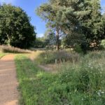 Photo of a path snaking its way through a meadow and past trees. Nice blue sky behind.