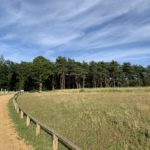 Photo of a surfaced path sweeps through a meadow towards a stand of tall pine trees.