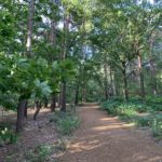 Photo of a shady woodland path. Sweet Chestnut leaves in the foreground.