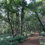 Photo of footpath through shady woodland. Oak and birch trees.