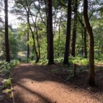 Photo of shady woodland walk. Pine trees.