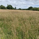 Photo of a meadow, the grass has been allowed to grow long and it's dried to a golden colour in the summer sun.