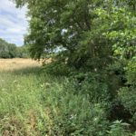 Photo of the riverside vegetation and the meadow beyond.