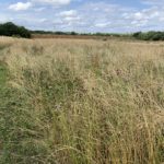 Photo of a rough mown path through tall meadow grass, turned golden in the summer sun.