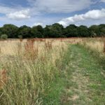 Photo of a rough mown path through tall meadow grass and weeds.