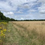 Photo of a rough mown path beside tall meadow grass that's turned golden in the summer sun.