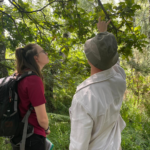 Photo of Warden Kay under the shade of an oak tree. She and one of the walk participants are gazing up into the tree.