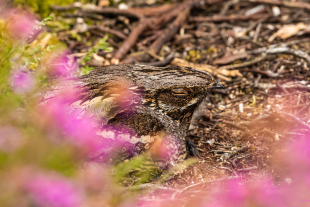 Photo of a brown, streaky bird, a Nightjar, sitting calmly on the ground. Pink heather in the foreground. Credit Jordon Sharp.