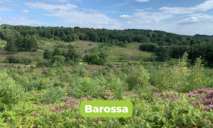 Photo of a lovely view across an undulating landscape with purple heather in flower.