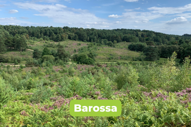 Photo of a lovely view across an undulating landscape with purple heather in flower.