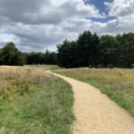 Photo of a surfaced path with long grass. Yellow Ragwort flowering in the grass.