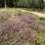 hoto of magenta Bell Heather mixed with softer mauve Common Heather