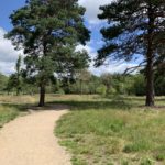 Photo of an open grassy area, in the distance you can see people sitting at picnic bench. Mature pine trees look attractive.